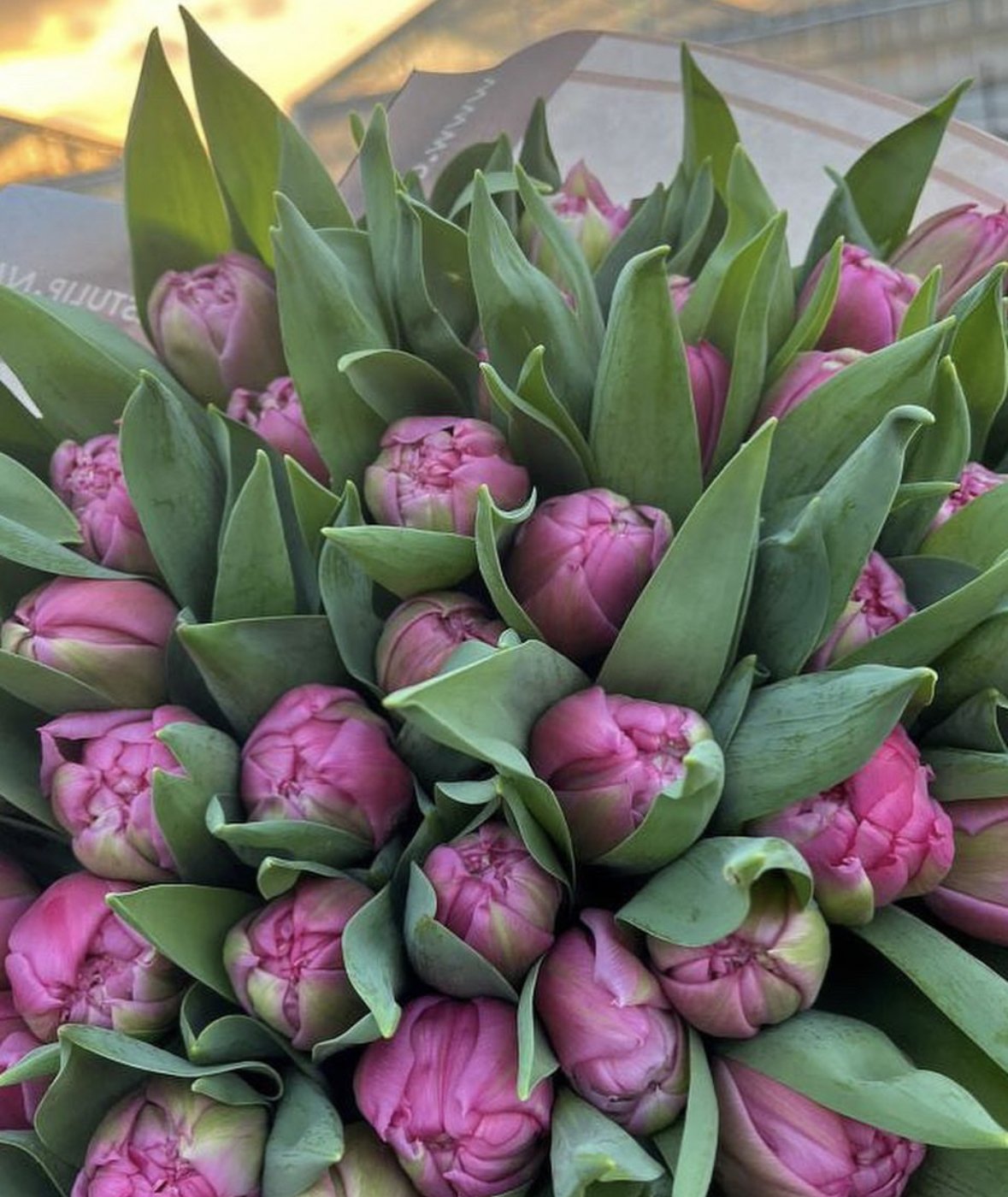 tulips to buy in australia 16668.jpg