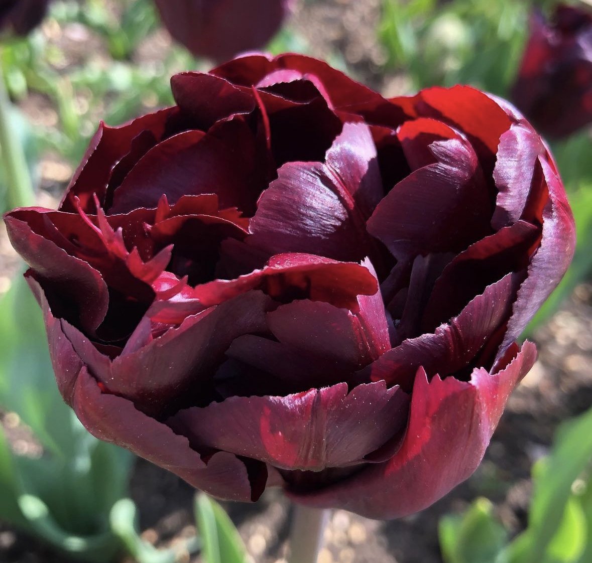 tulips to buy in australia 1777.jpg