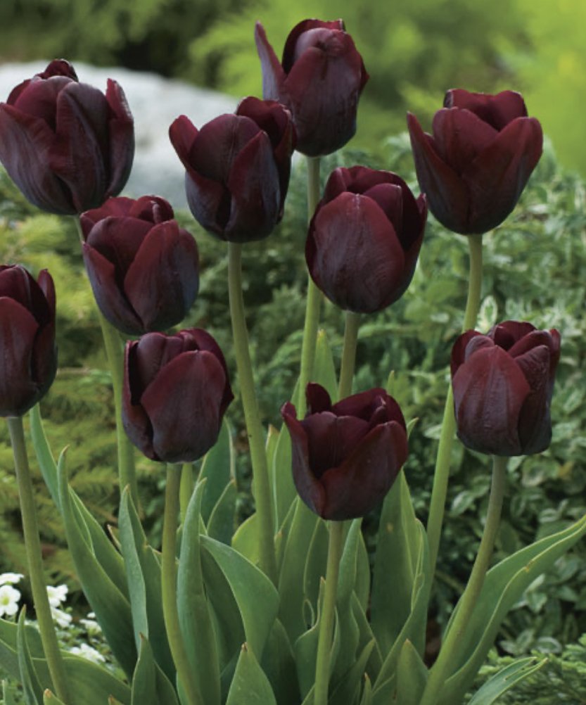 tulips to buy in australia 888.jpg