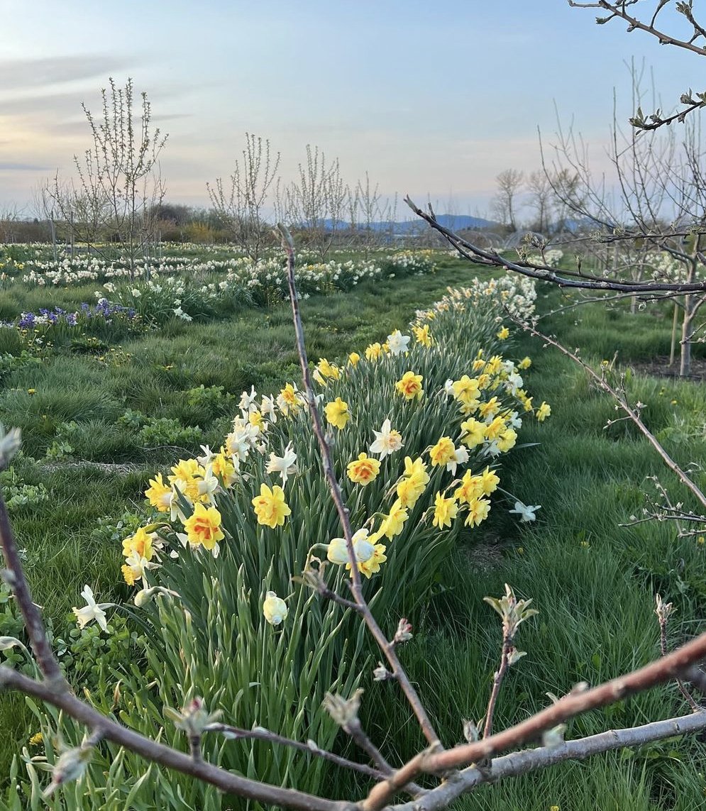 floret farm daffodils 19.jpg