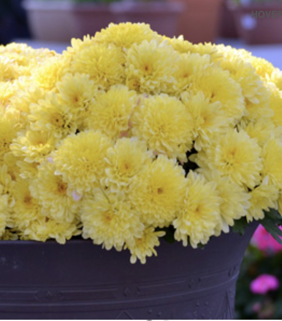 Chrysanthemums To Buy In Australia 4.jpg