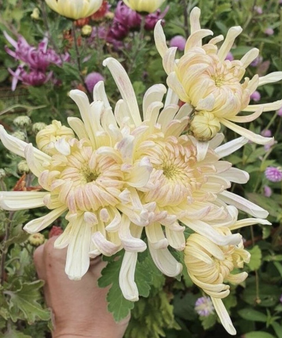 Chrysanthemums To Buy In Australia 3.jpg