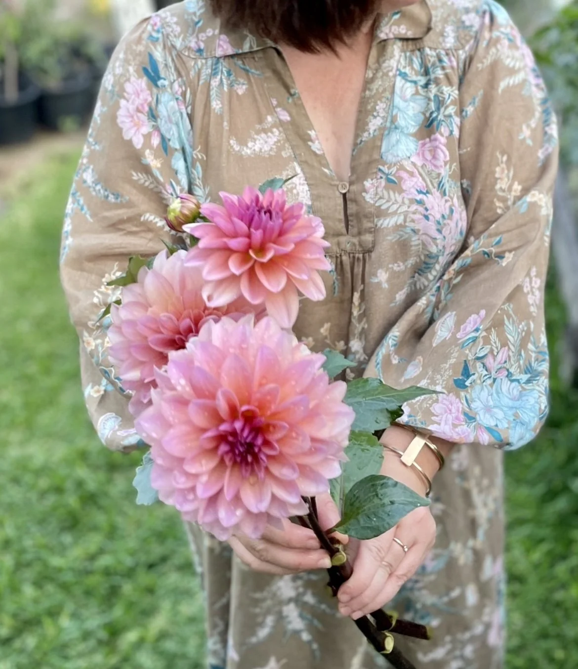 growing dahlias in sydney .jpg