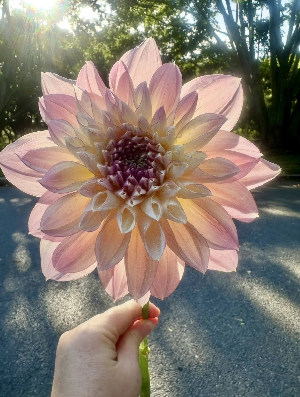 best flowers brisbane 2.jpg