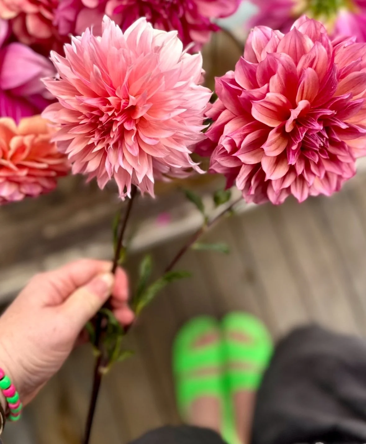 Phoebe’s Pink Flower Garden Diary