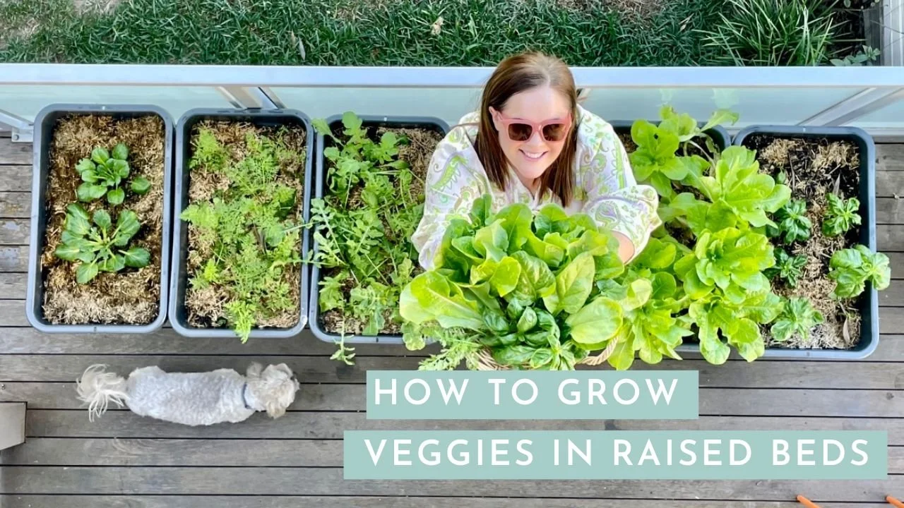 Growing Vegetables In Brisbane (In Minutes) — Salisbury Grange