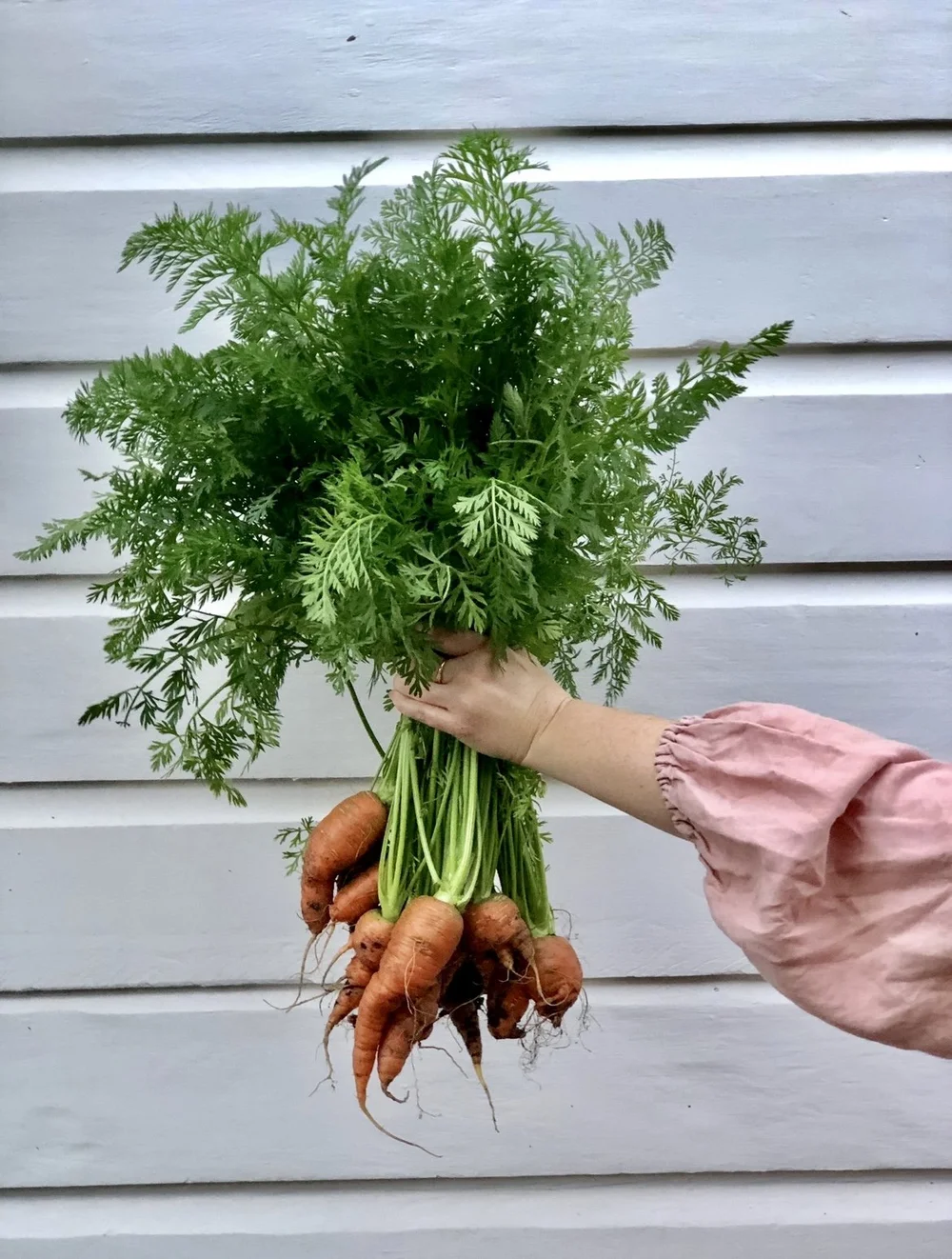 Winter Vegetables To Grow In Sydney — Salisbury Grange