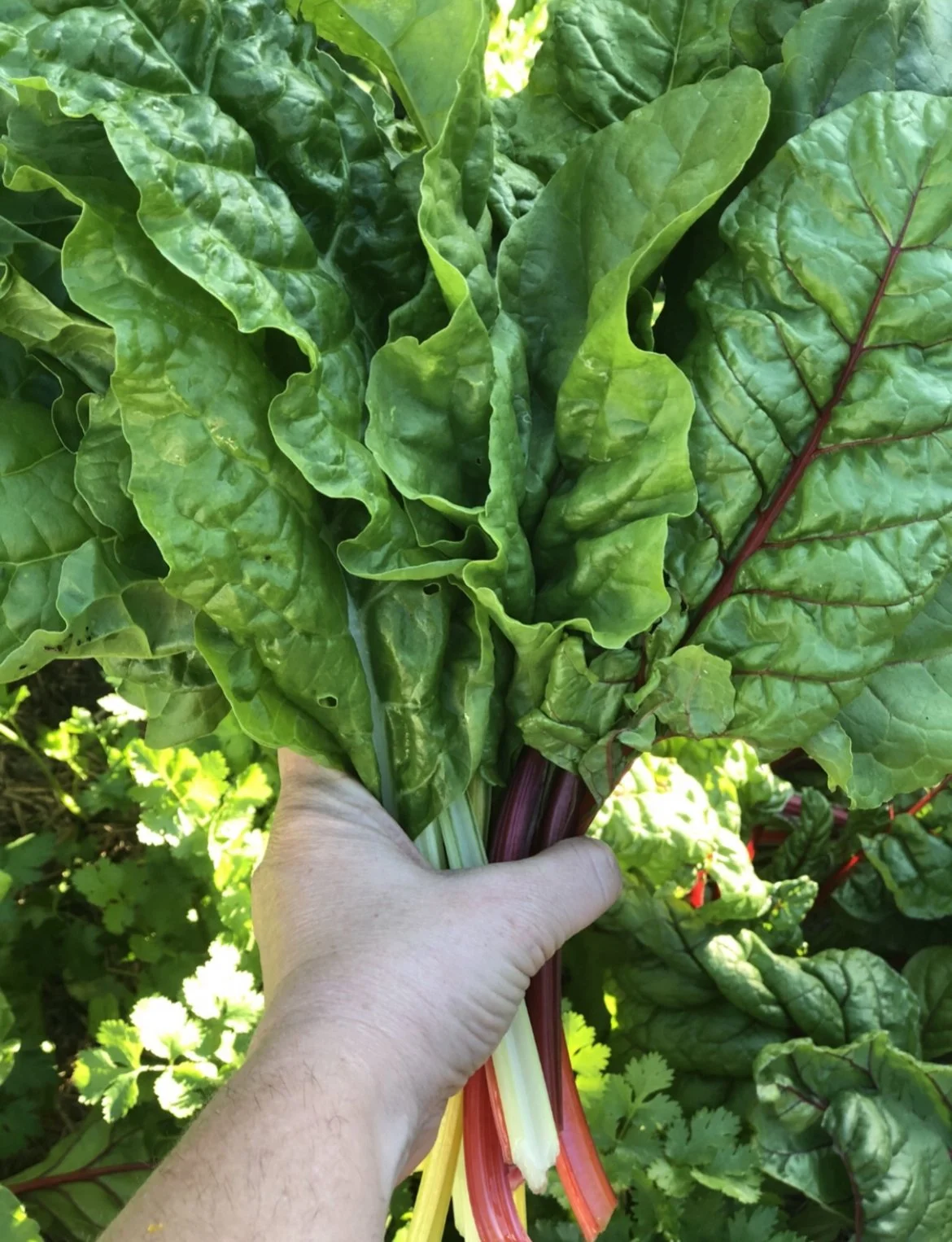The Best Vegetables To Grow In Brisbane, Month By Month — Salisbury Grange