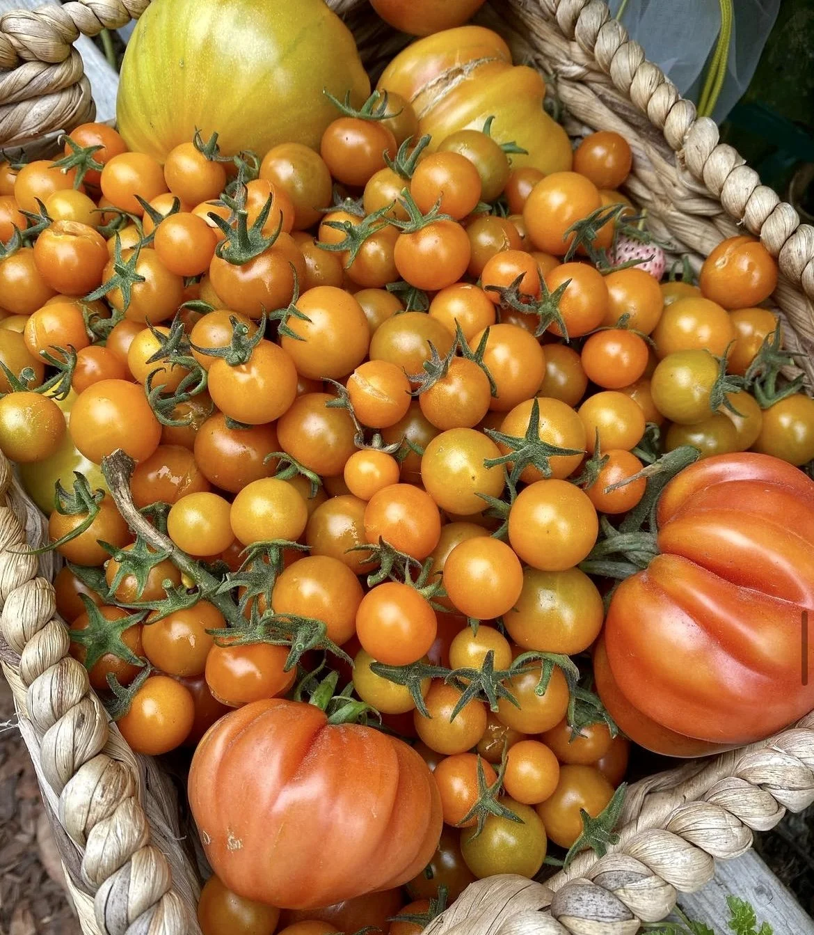 9 Amazing Tomatoes To Grow In 2024 — Salisbury Grange