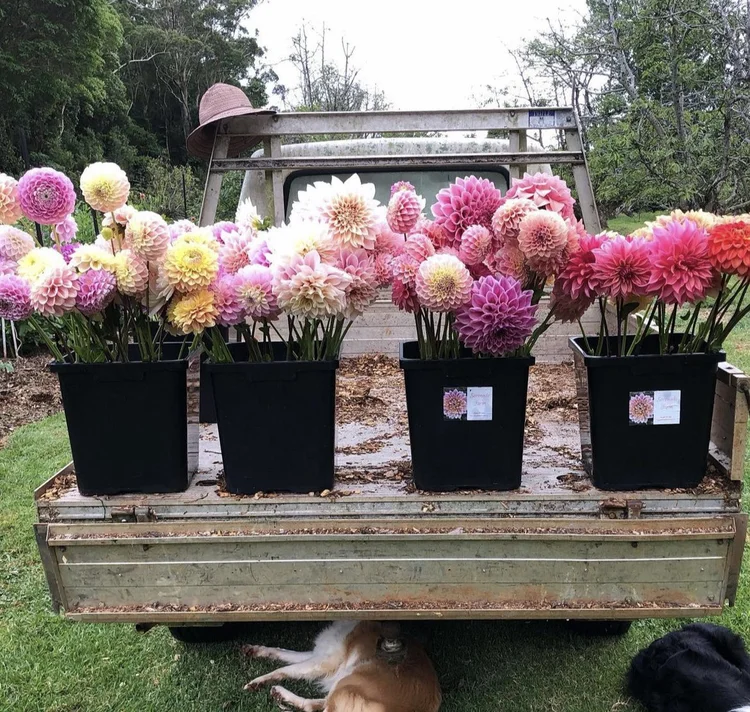 4 Flower Farms To Visit Near Brisbane (And Buy Flowers From