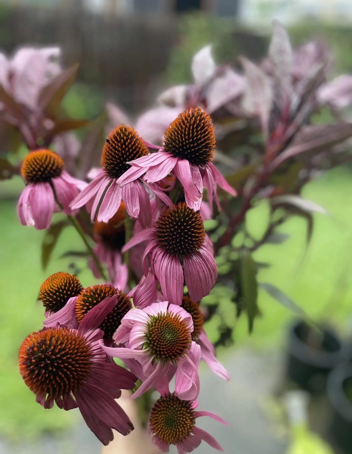 The Best Flowers To Grow In Brisbane, Month By Month — Salisbury Grange