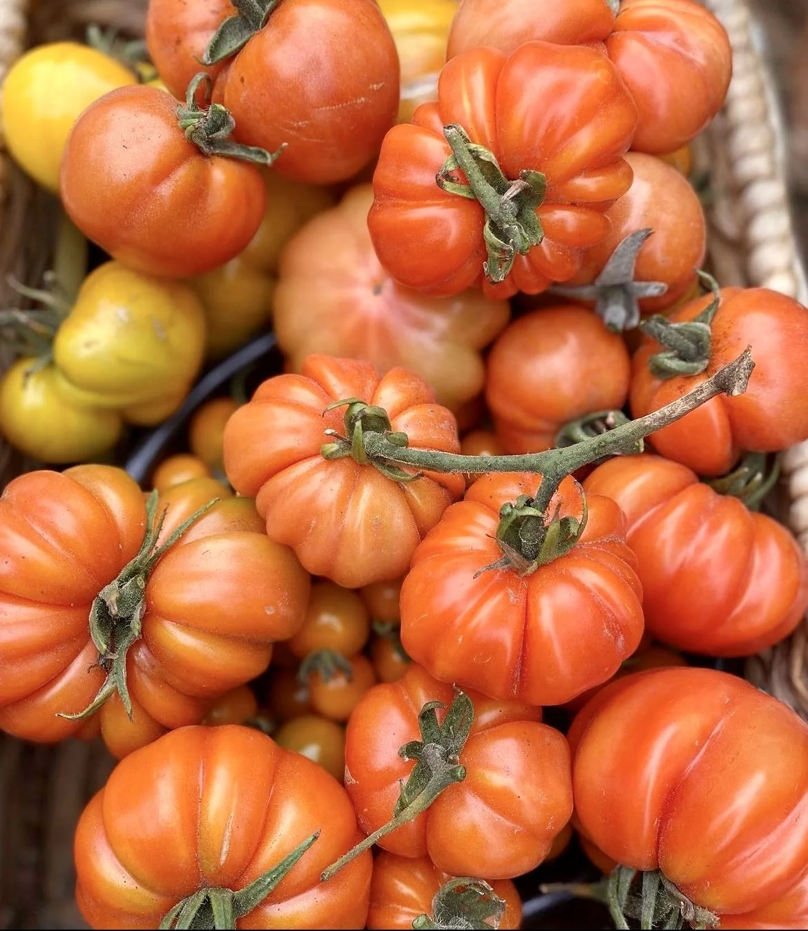 5 Of The Best Tomatoes To Grow In Perth — Salisbury Grange