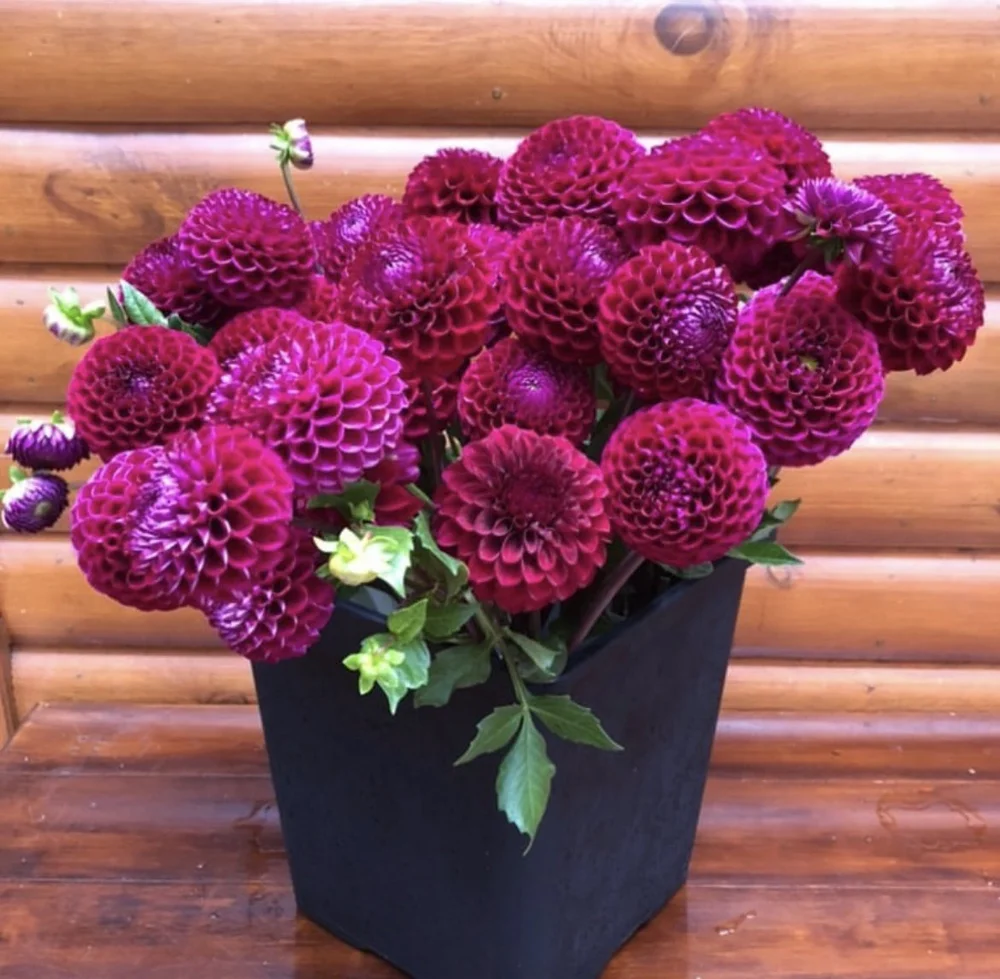 Dahlias For Sale In Queensland — Salisbury Grange