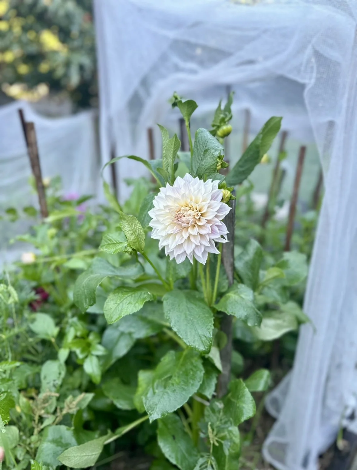 cafe au lait dahlia tubers for sale 2.jpg