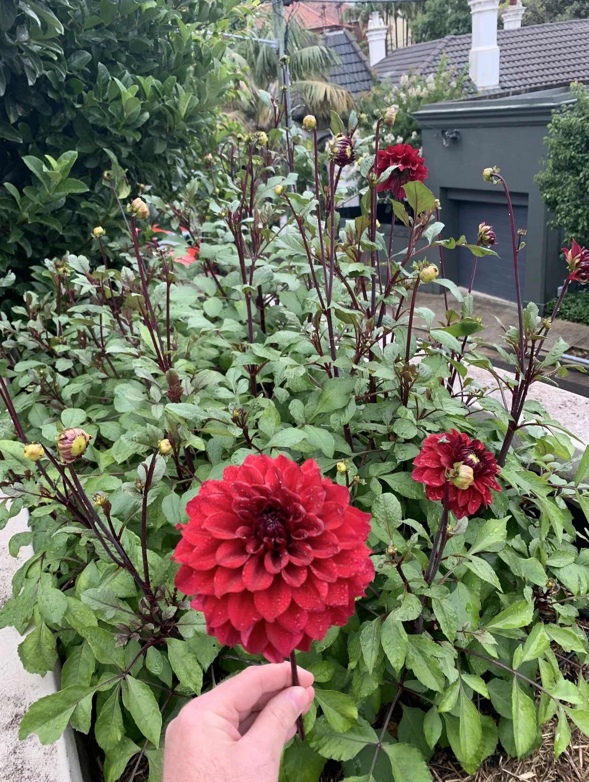 best flowers to grow in sydney 14.jpg