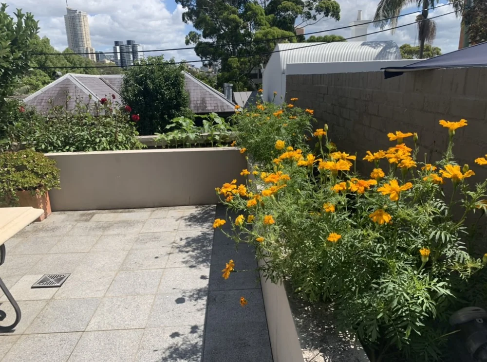 When To Plant Dahlias In Sydney — Salisbury Grange