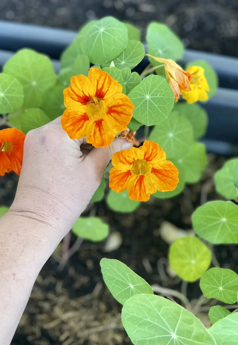 7 Of The Best Spring Flowers For Brisbane — Salisbury Grange