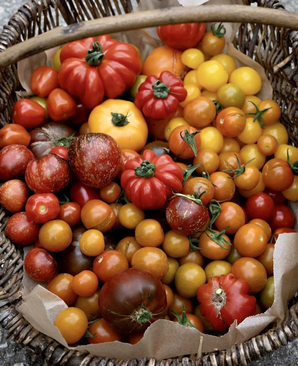 5 Of The Best Tomatoes To Grow In Brisbane — Salisbury Grange