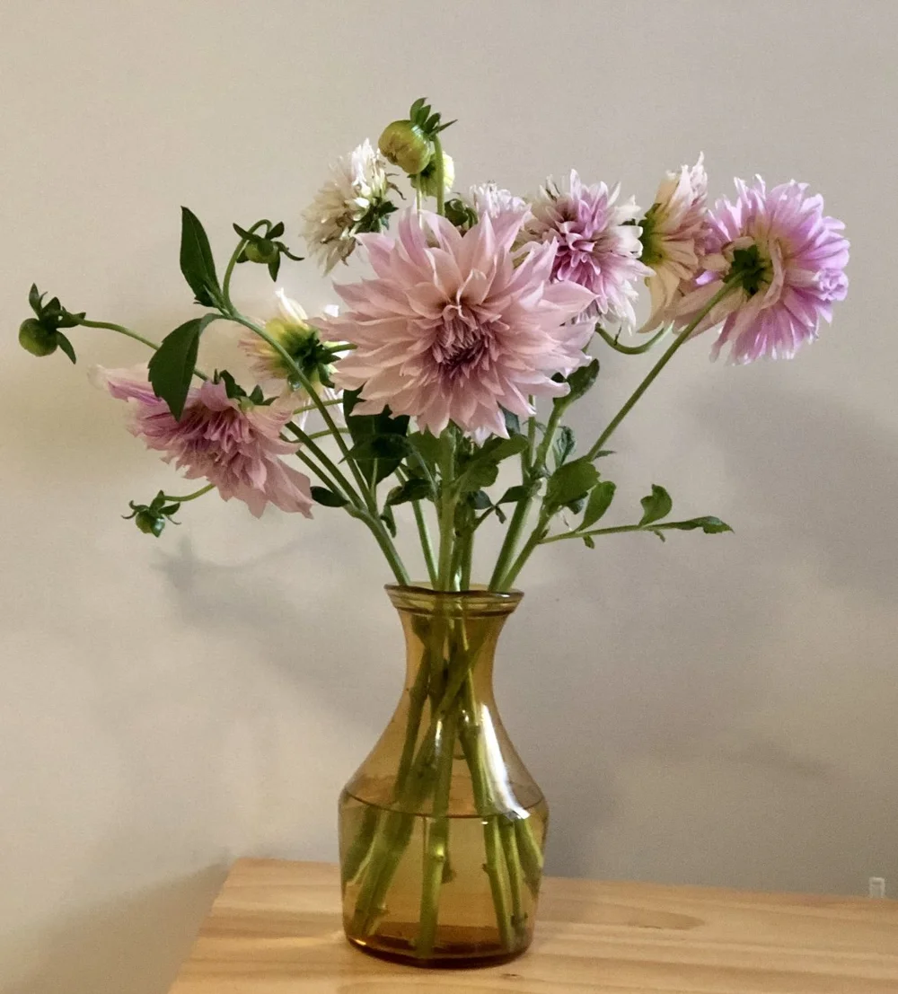 7 Fun Dahlias Varieties To Grow In Brisbane — Salisbury Grange
