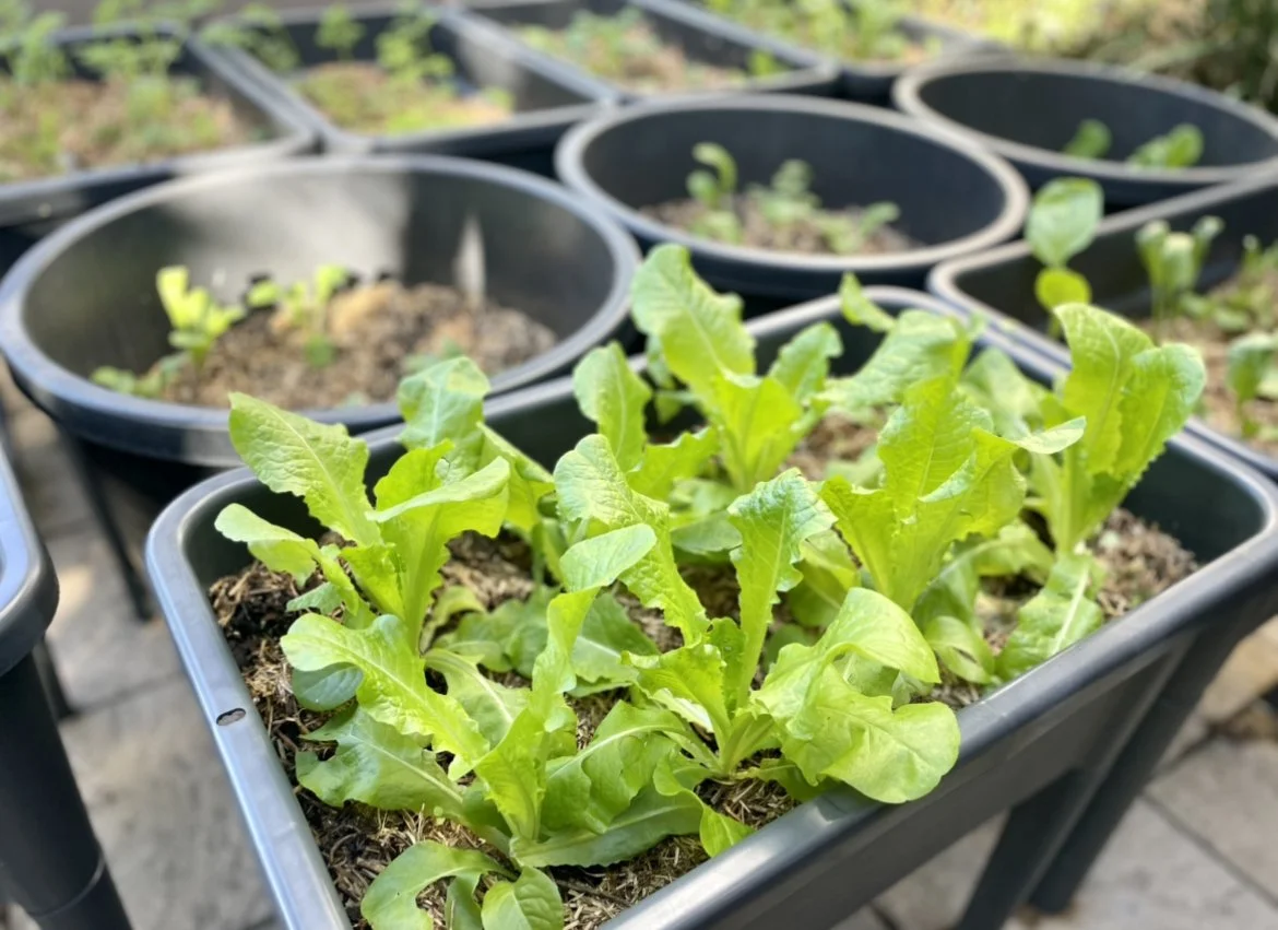 4 Tips For Growing Veggies In Raised Garden Beds In Brisbane