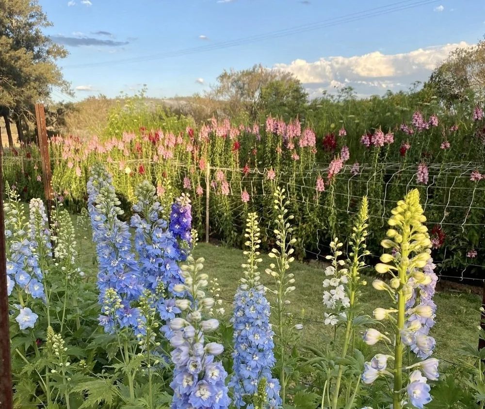 4 Flower Farms To Visit Near Brisbane (And Buy Flowers From