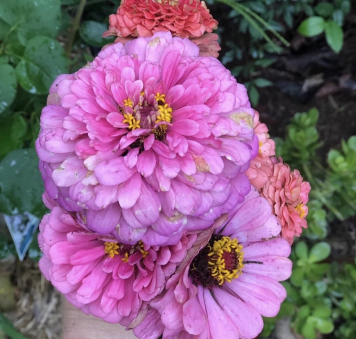 Flowering Pink - Sydne Style