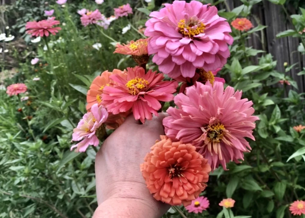 When To Plant Zinnia In Australia — Salisbury Grange