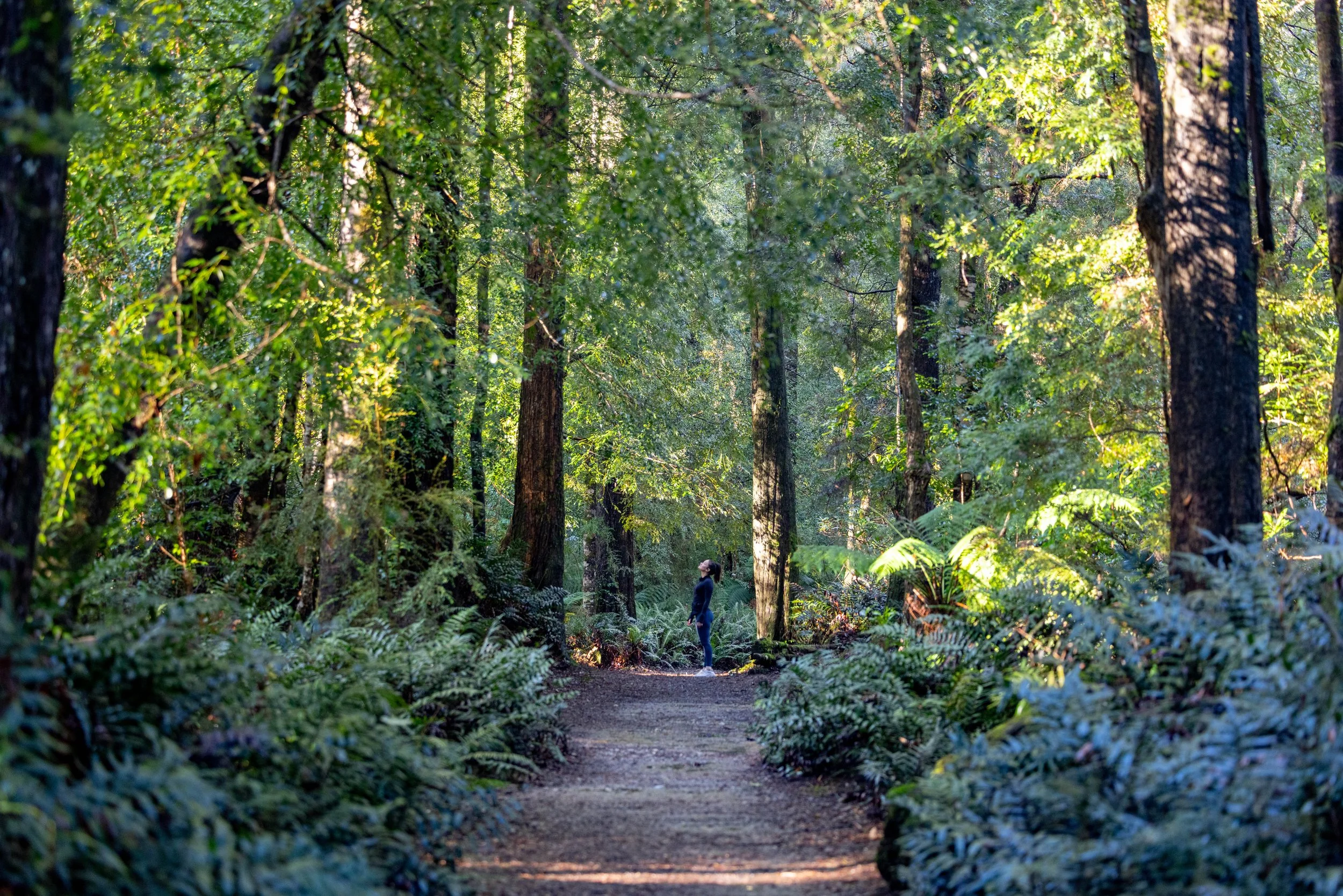 A person standing on a forest trail surrounded by lush green trees and plants, with sunlight filtering through the leaves.