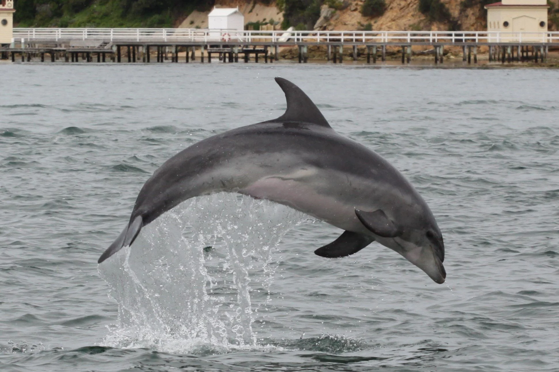 A dolphin splashes into the water