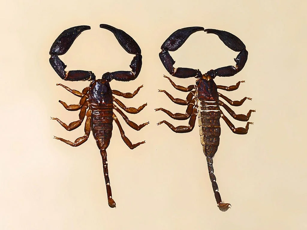 Hemiscorpiidae_-_Liocheles_karschii.JPG