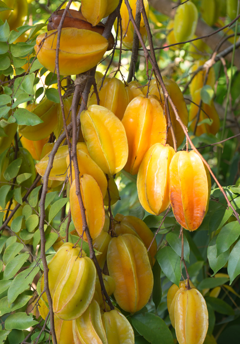 Starfruit from internet food site.PNG