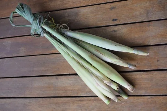 pit pit from httpsalilbitofpickleinpng.wordpress.comtagpit-pit.jpg