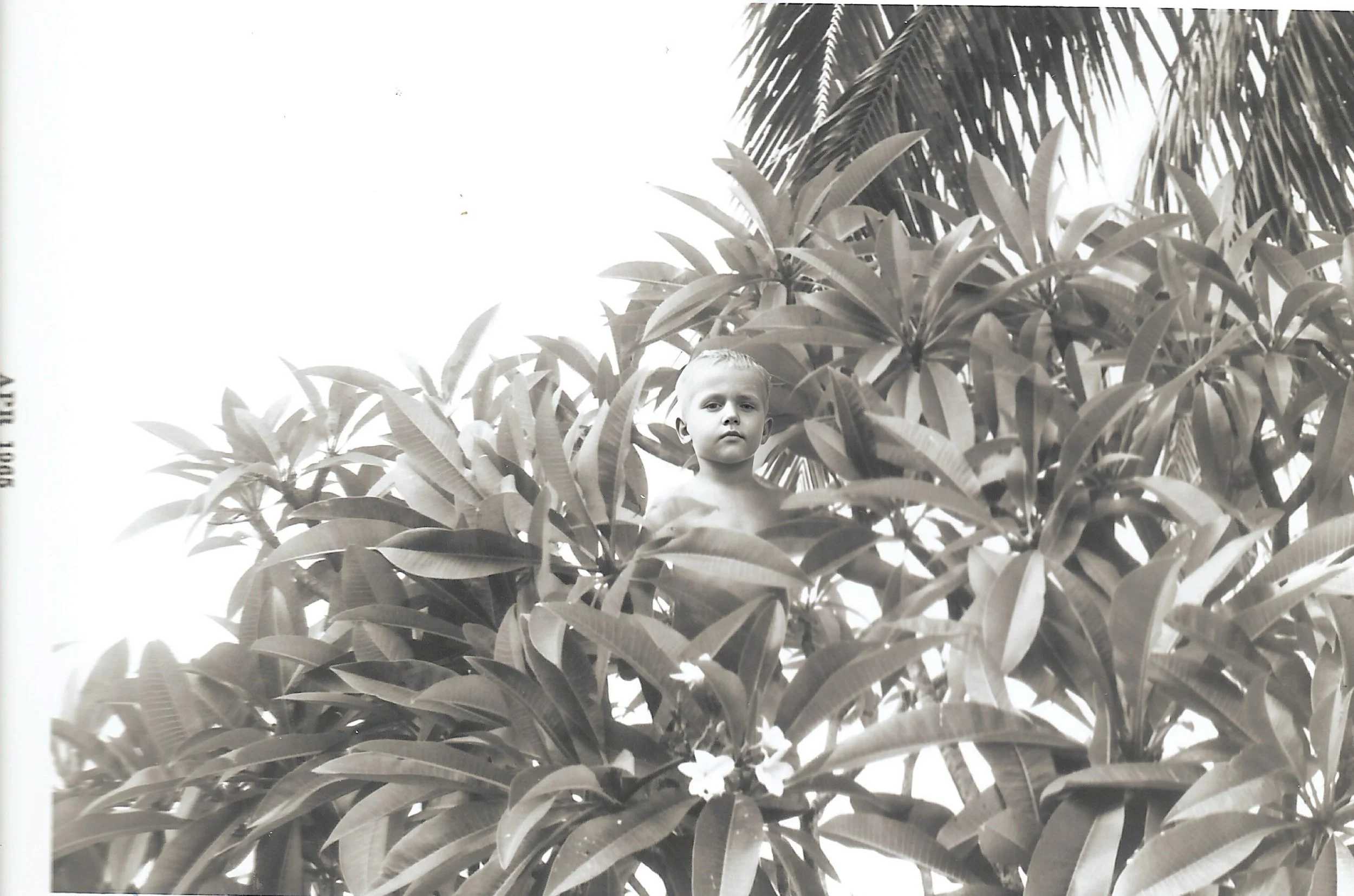 1965Tom in Frangipani tree in Malalo,.jpg