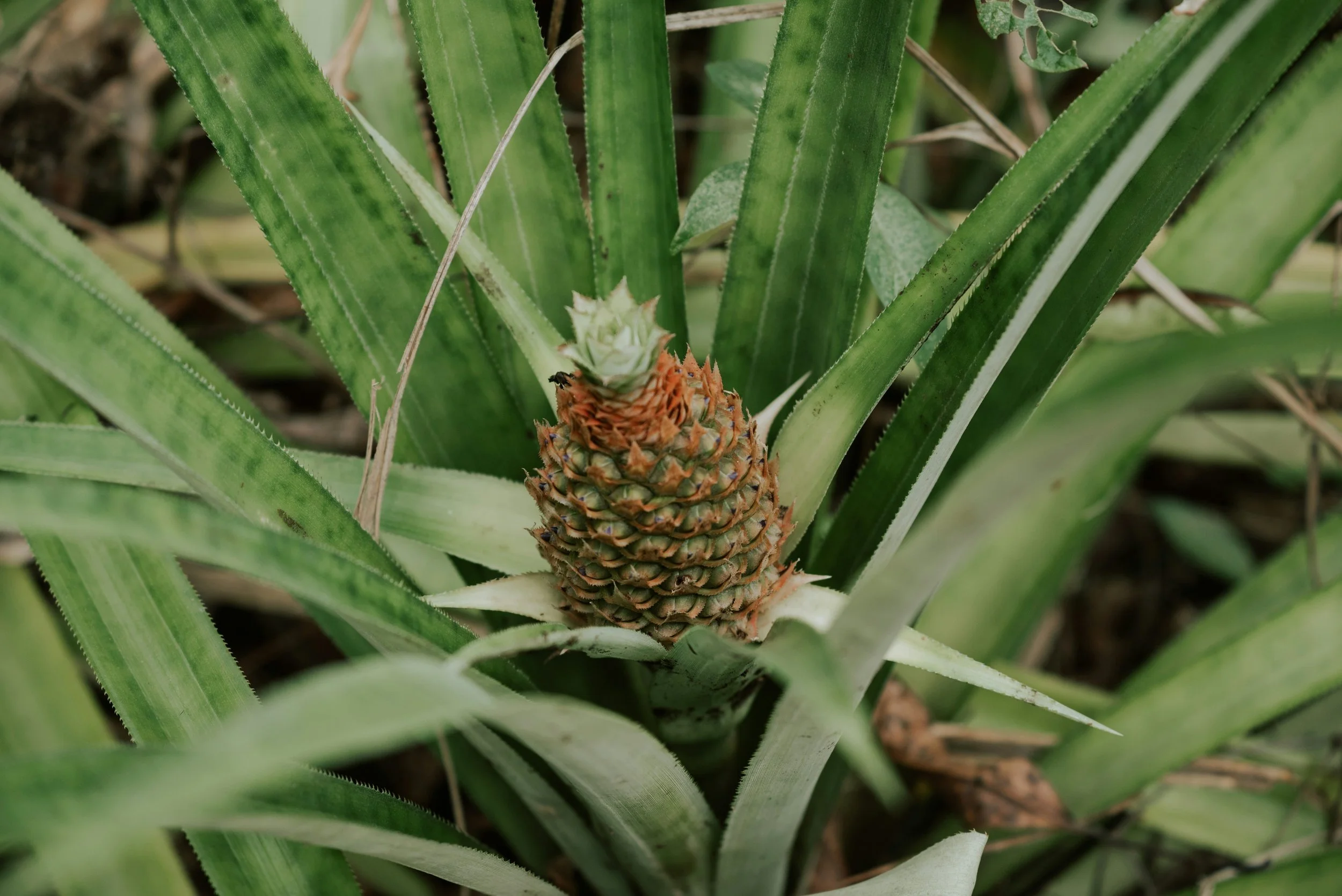 pineapple plant.jpg