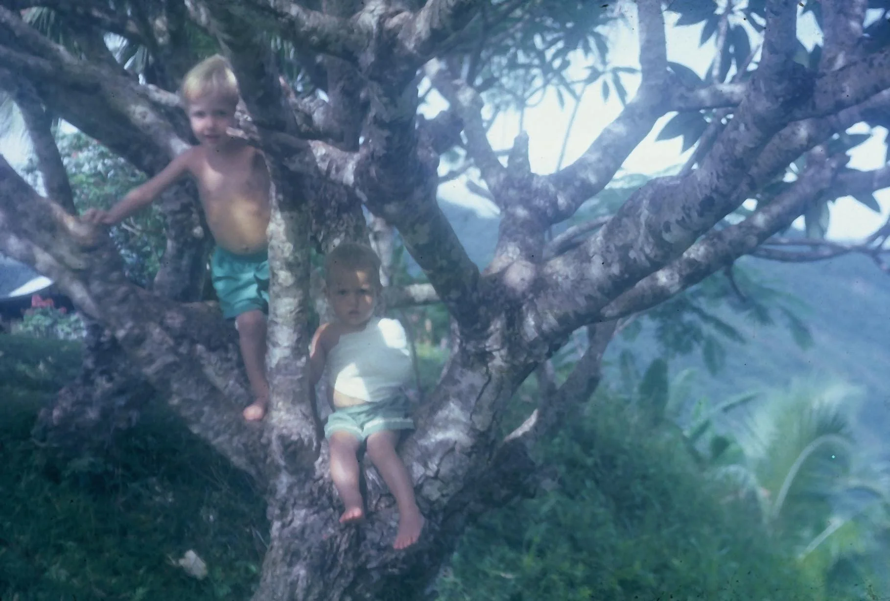 1962 Paula and Tom Malalo in a frangipani tree-1.jpg