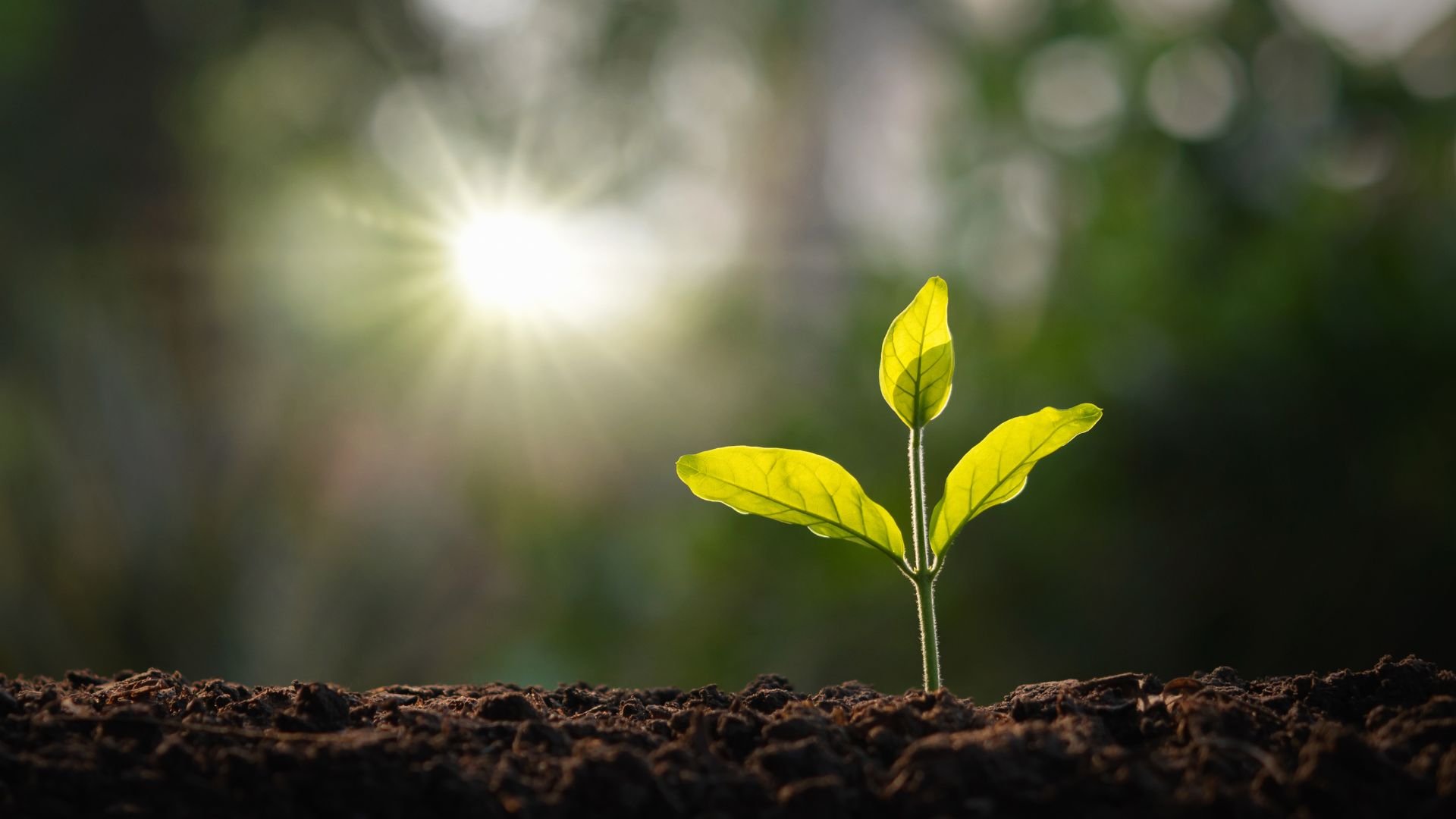 Small Shifts, Profound Change: Integrating Psychedelic Wisdom