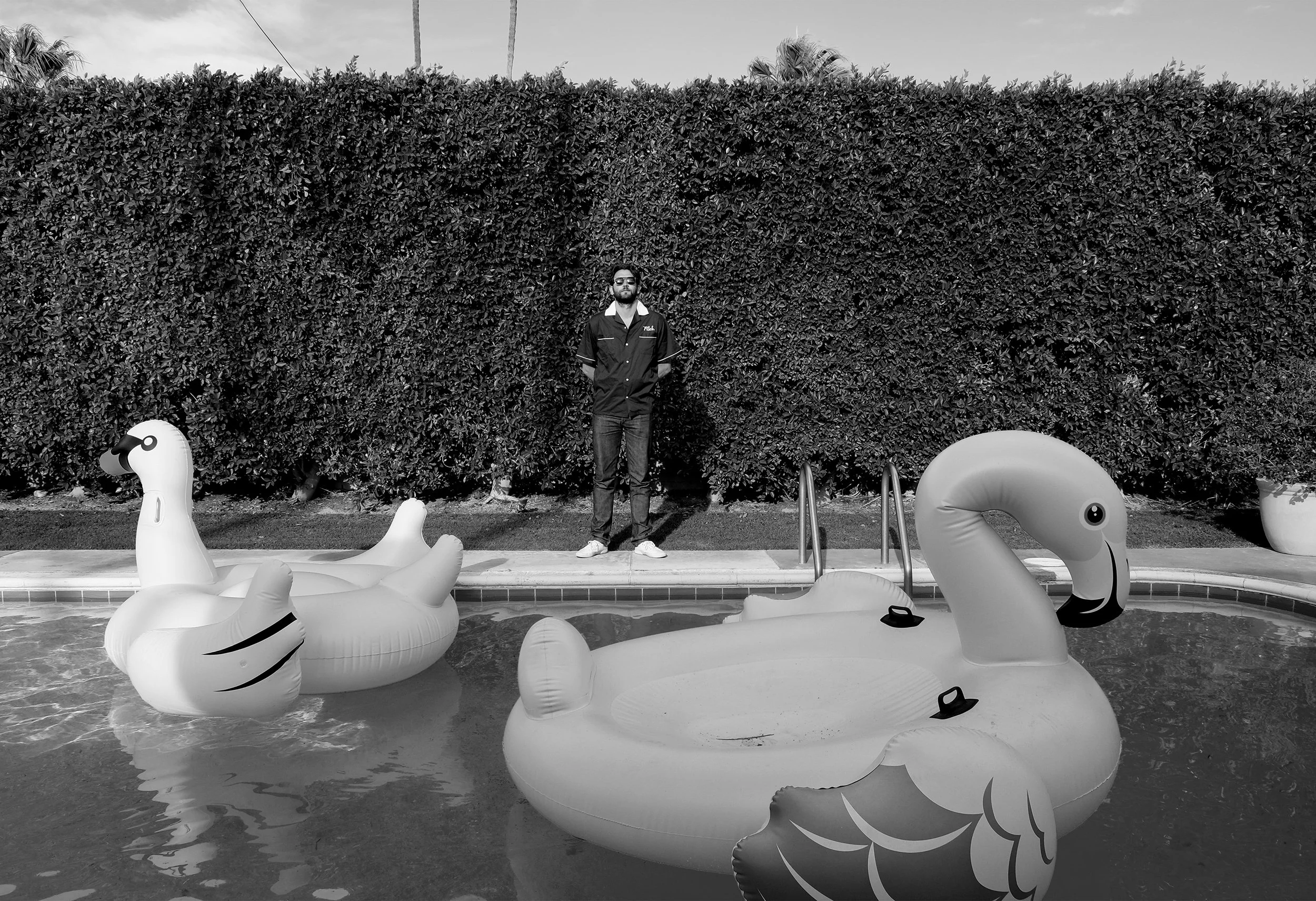 The Swans