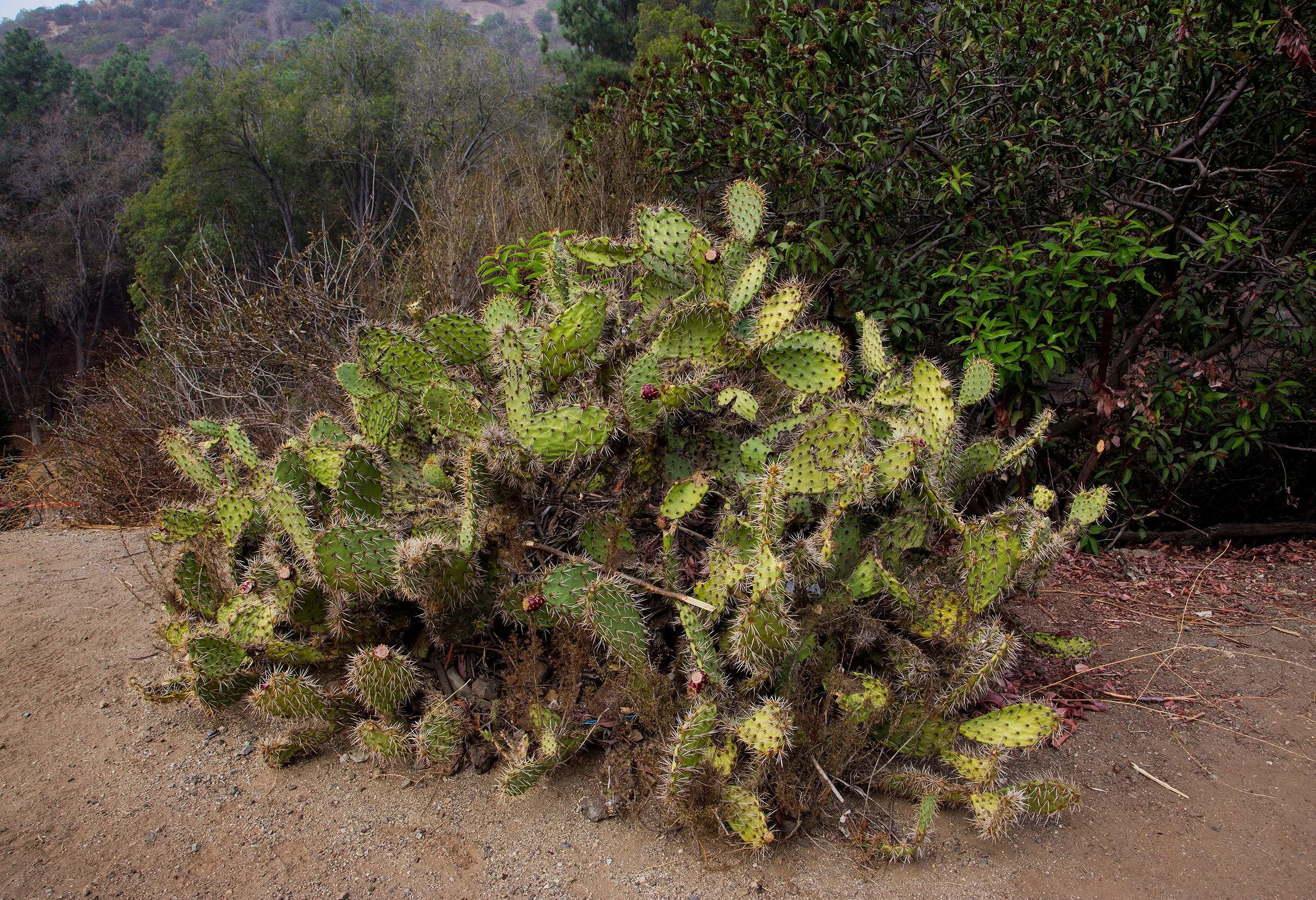 I Liked Her First Book Better