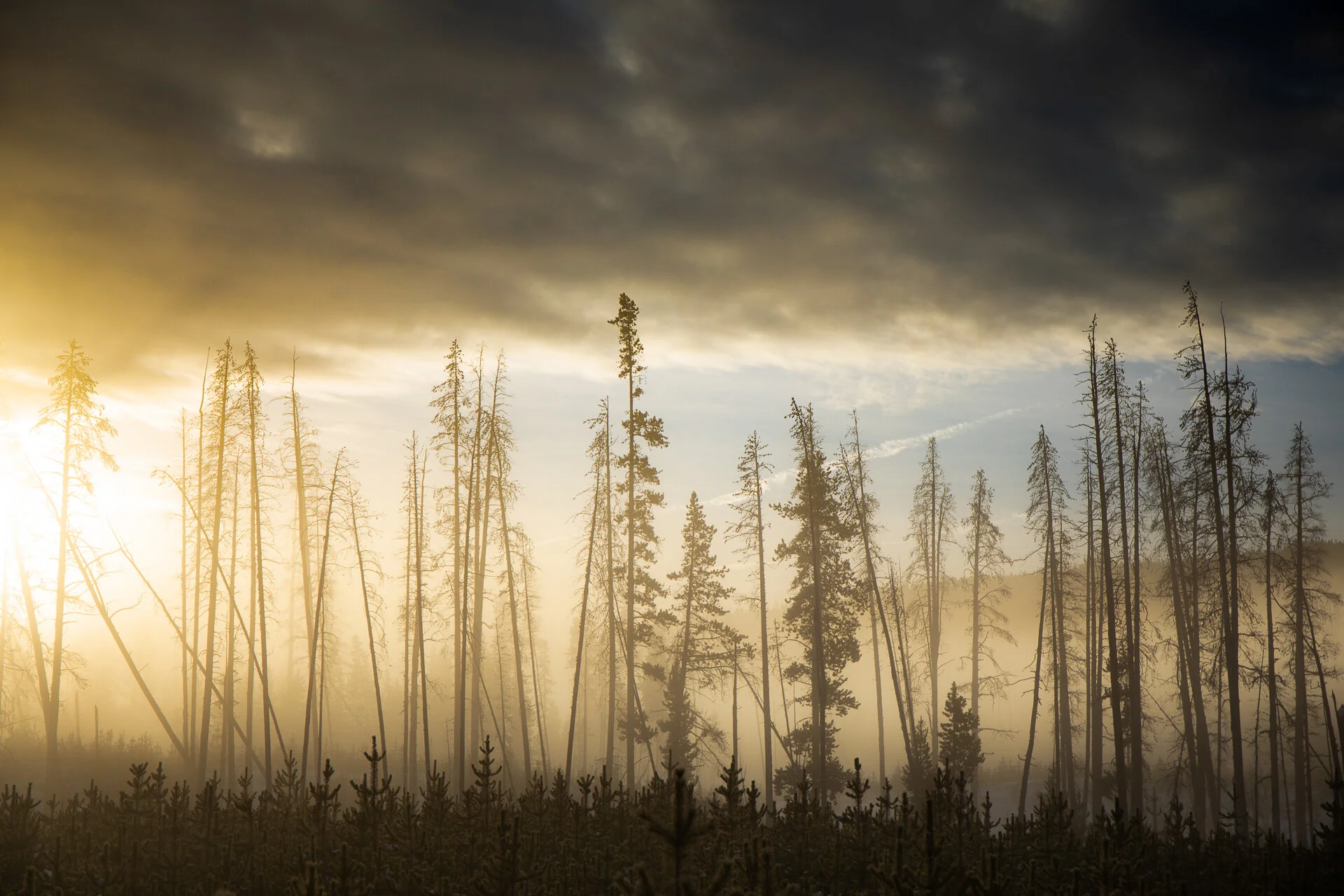 Yellowstone’s Lodgepole Pine