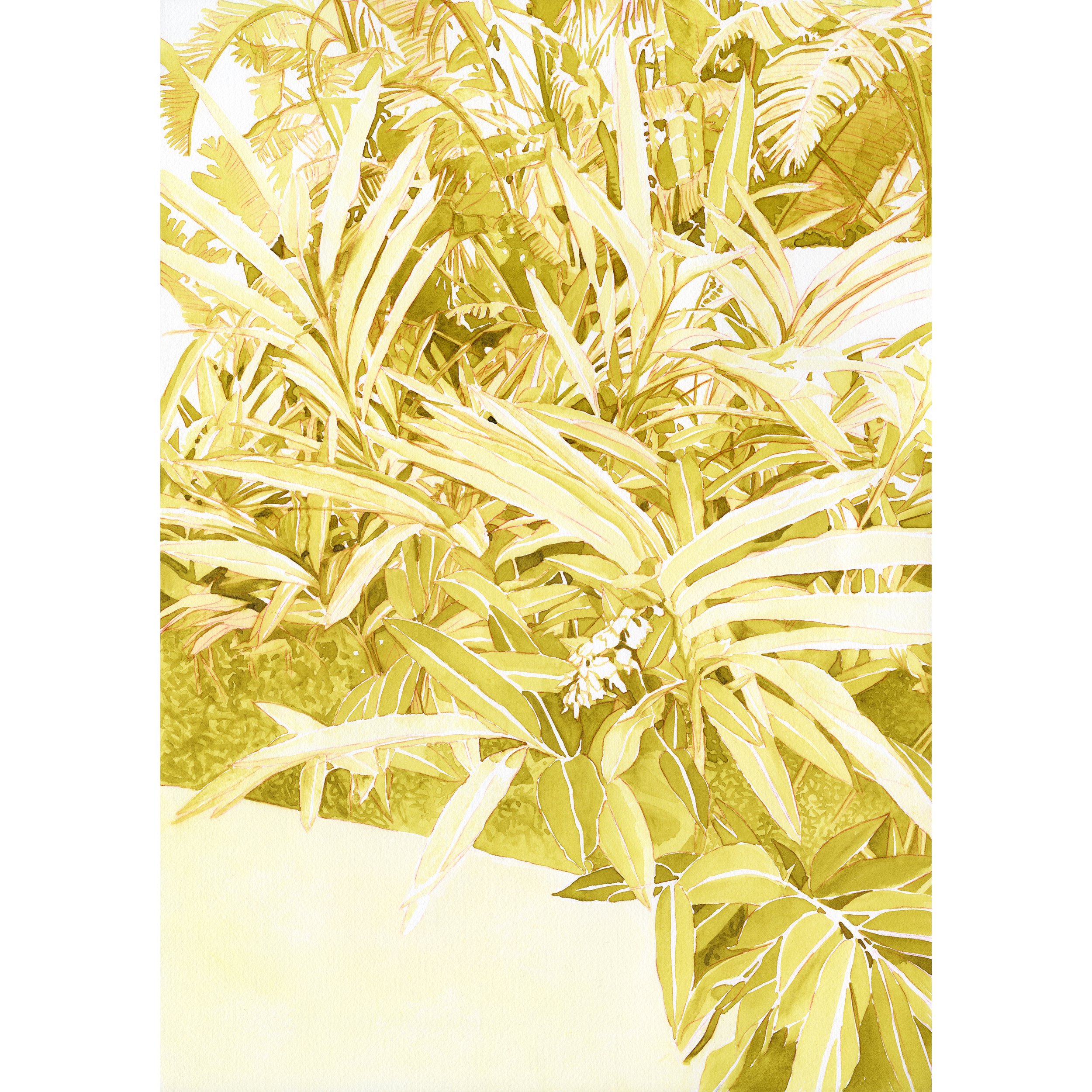  Chartreuse, 2026, Handmade Watercolor on Arches, 14"x20"