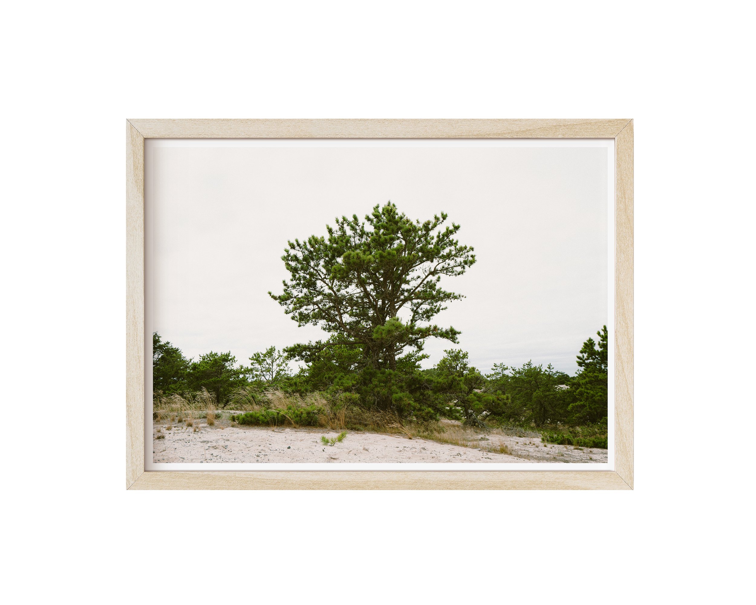 Rooted - natural frame.jpg