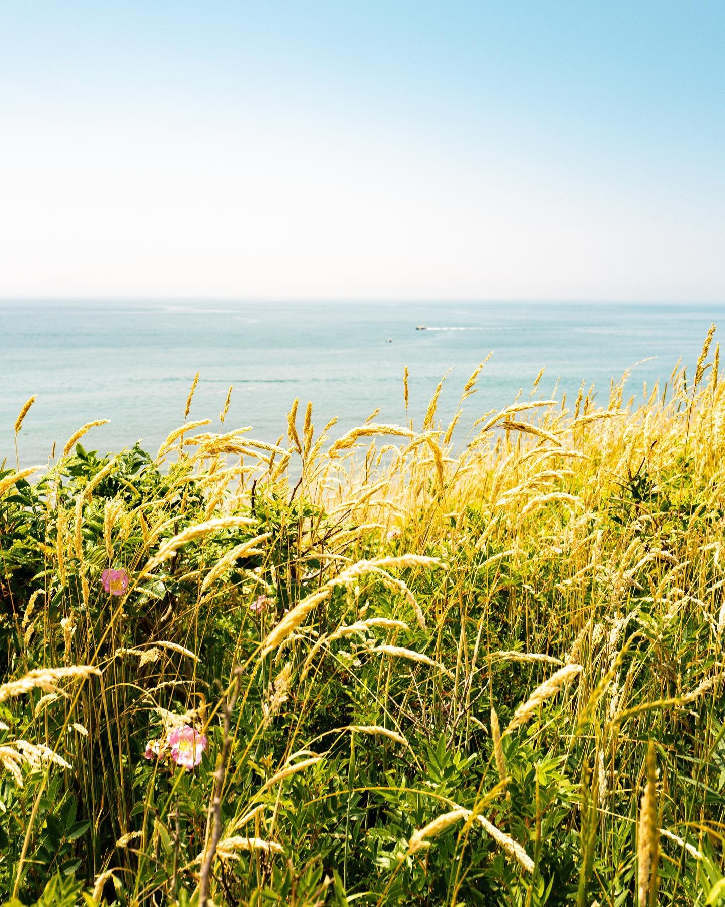 Oat n&rsquo; Sea
Aquinnah Cliffs Overlook, Martha&rsquo;s Vineyard, 2023