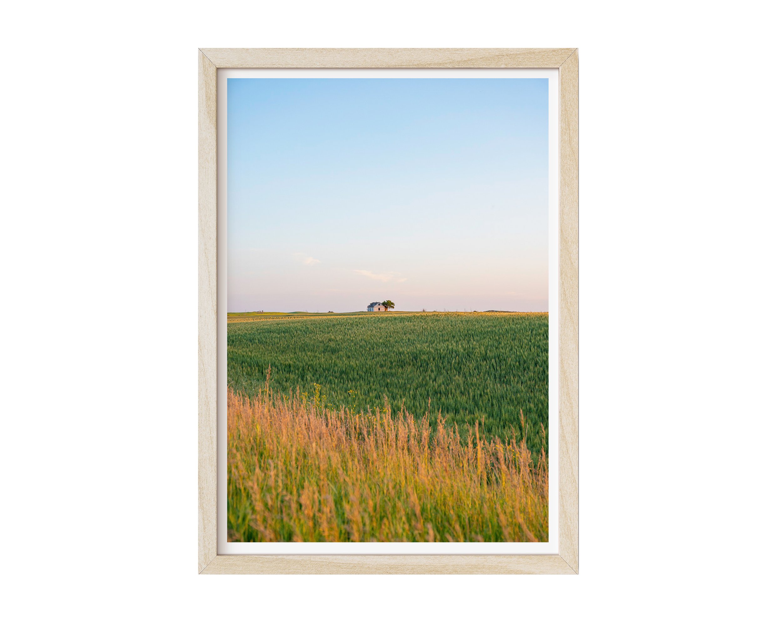 Fine art landscape photograph of an abandoned farmhouse on a green wheat field at sunset. Captures the peaceful beauty of rural Canada scenery—ideal for nature-inspired wall art or country home decor.