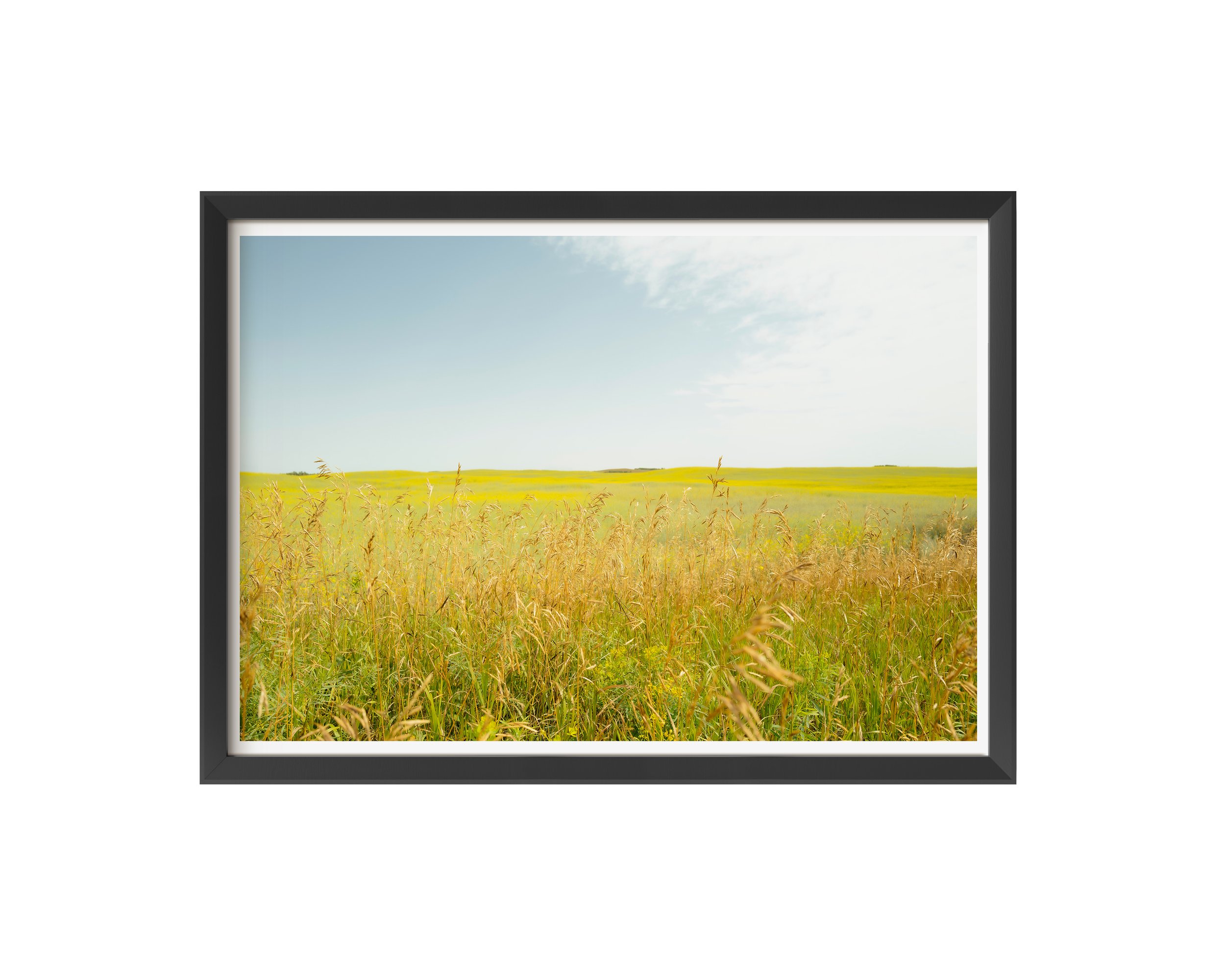 Wild Honey - black frame.jpg