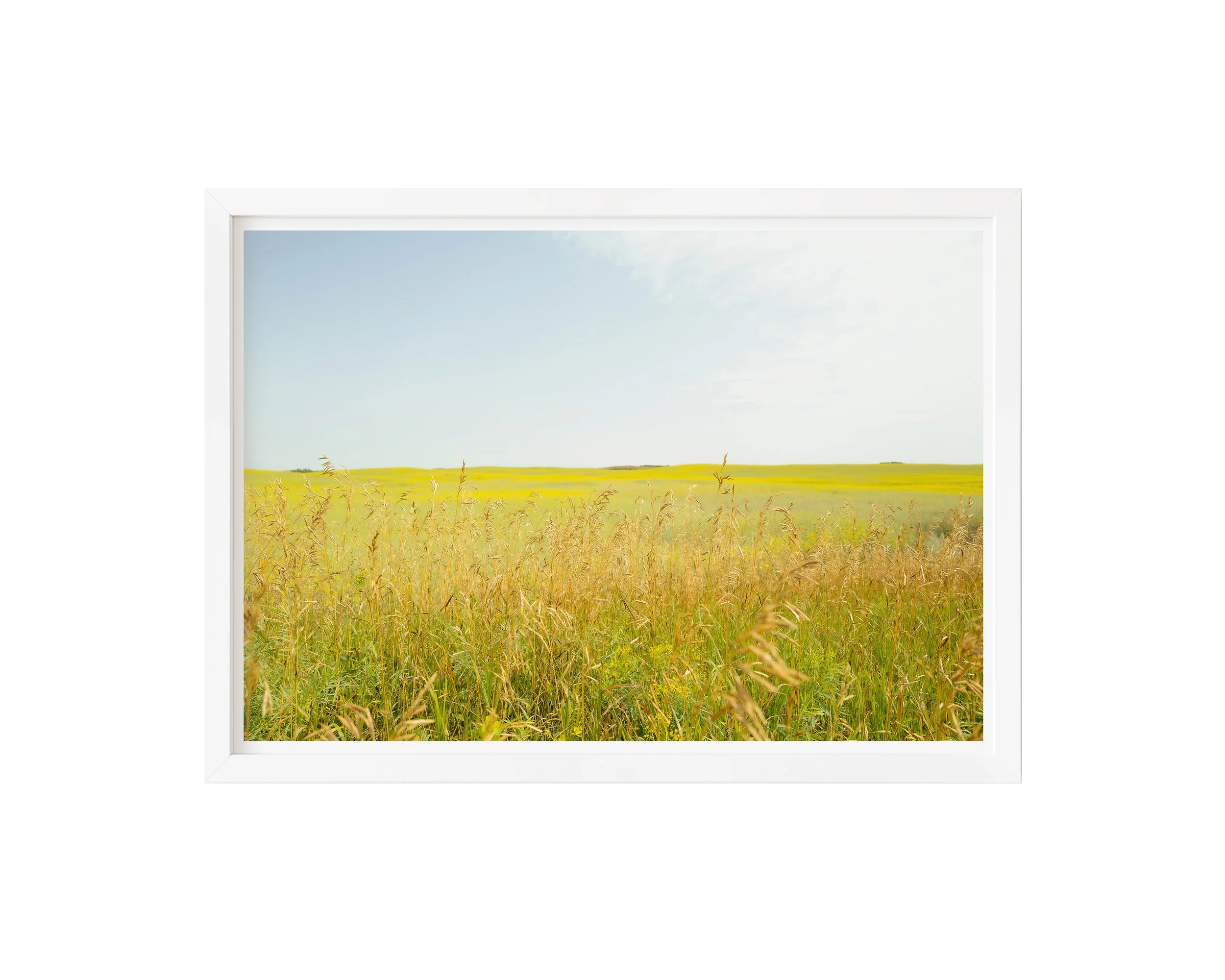 wild honey - white frame.jpg