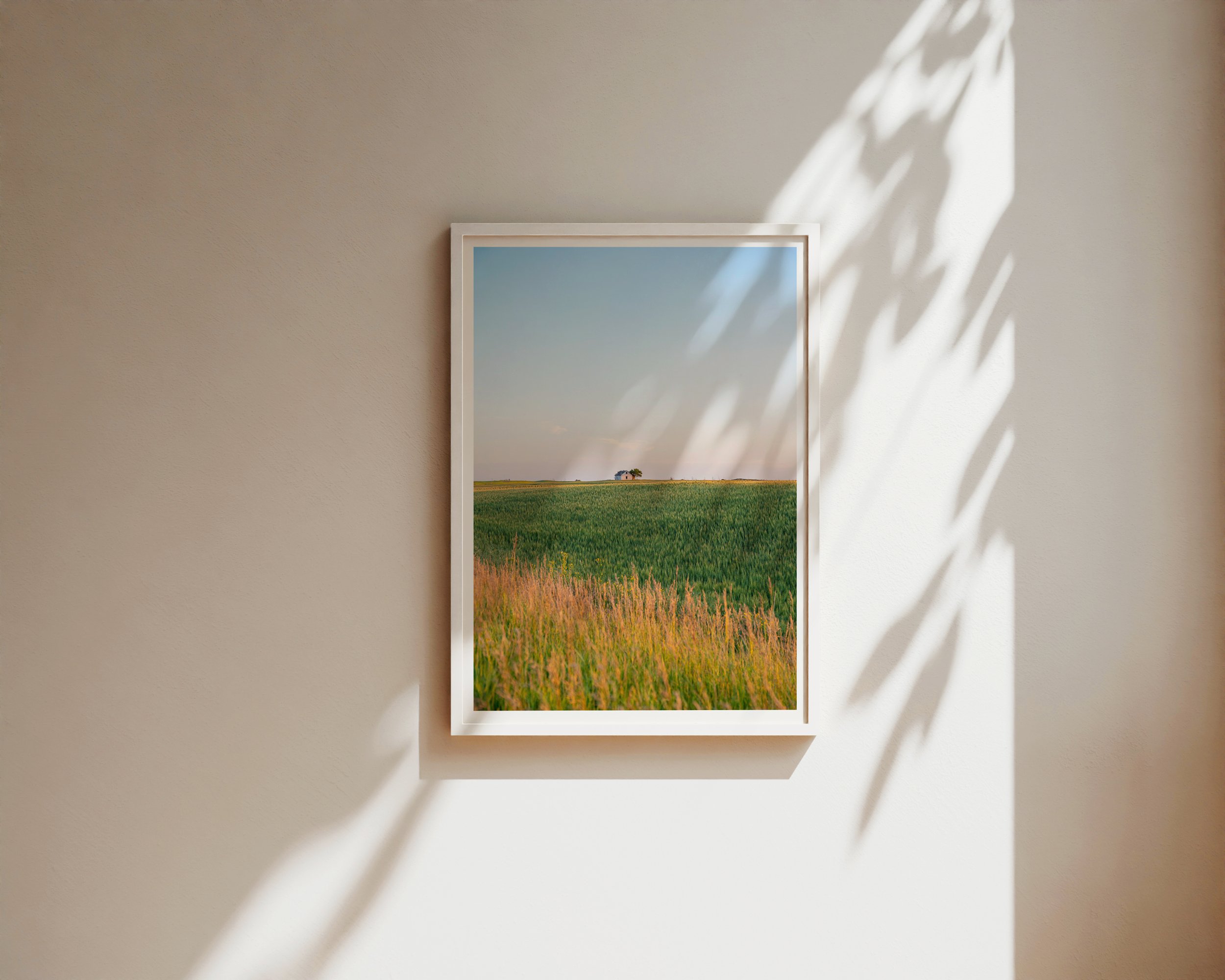 Fine art landscape photograph of an abandoned farmhouse on a green wheat field at sunset. Captures the peaceful beauty of rural Canada scenery—ideal for nature-inspired wall art or country home decor.