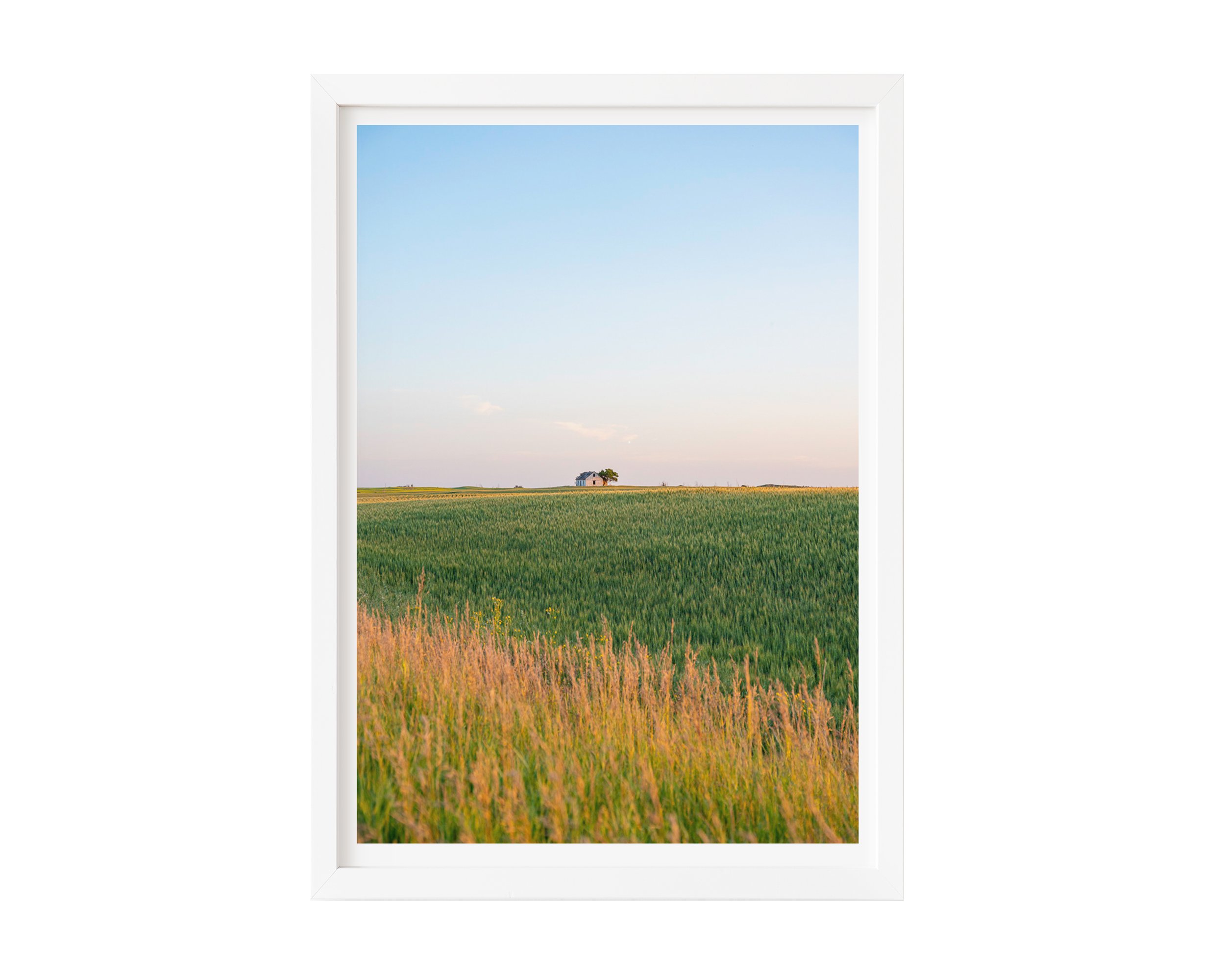 Fine art landscape photograph of an abandoned farmhouse on a green wheat field at sunset. Captures the peaceful beauty of rural Canada scenery—ideal for nature-inspired wall art or country home decor.