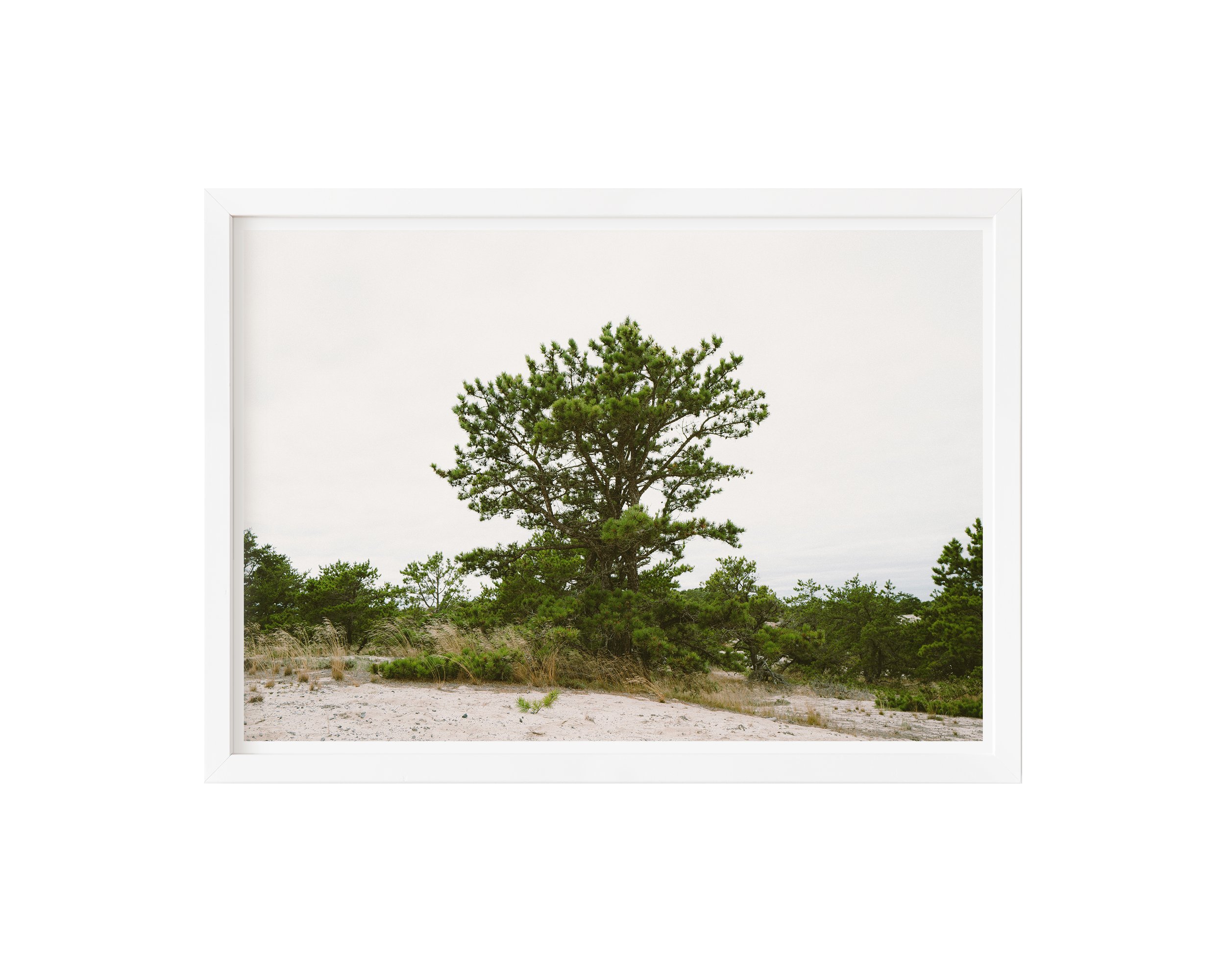 Rooted - white frame.jpg