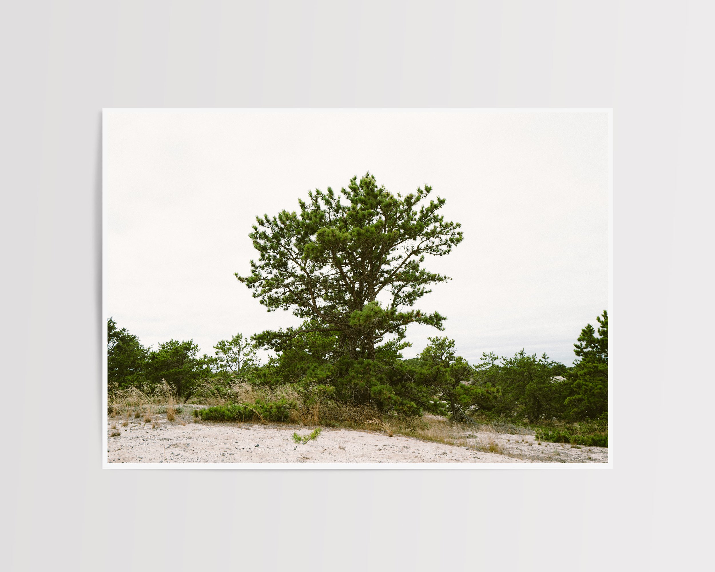 Rooted - no frame.jpg