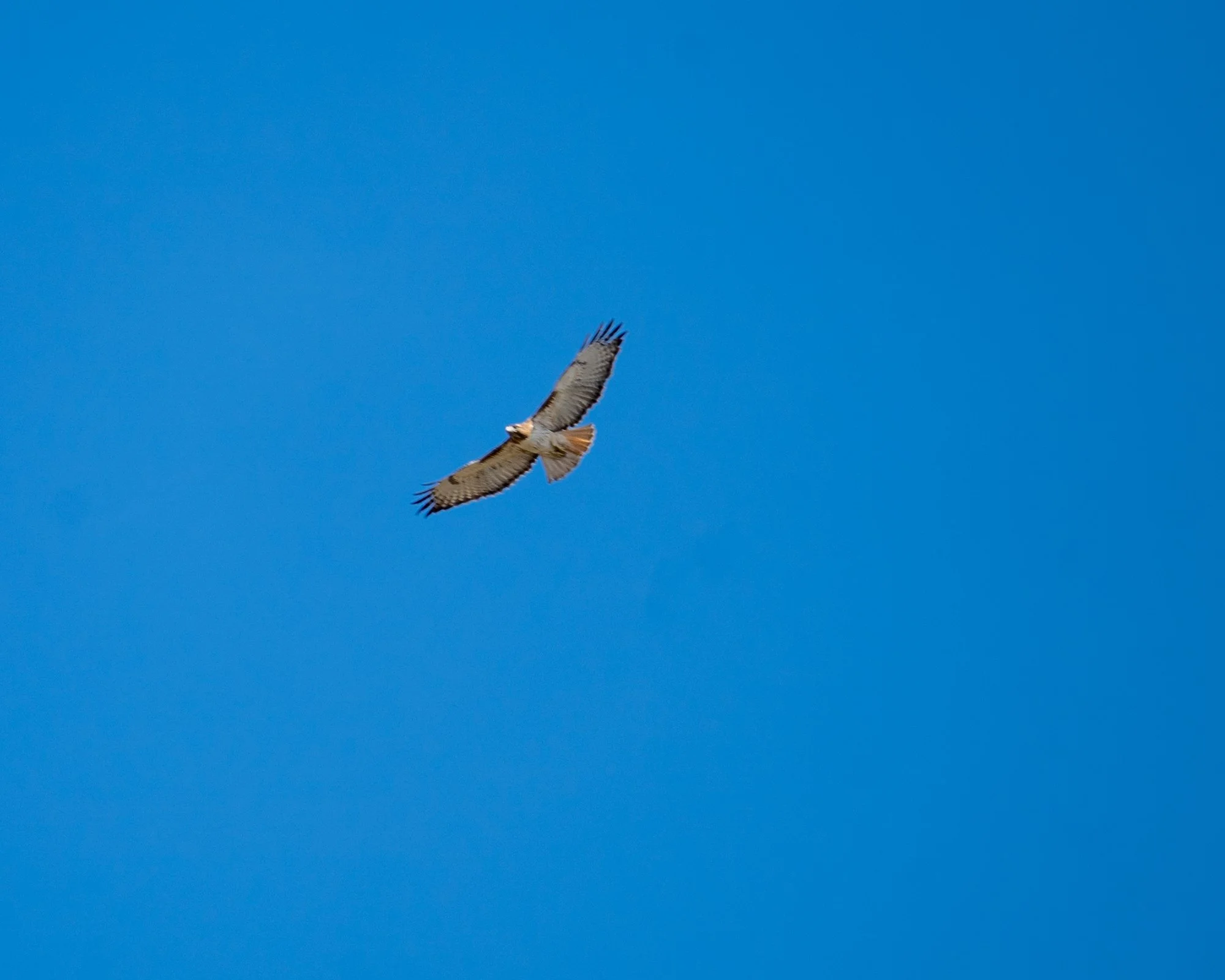 Soaring